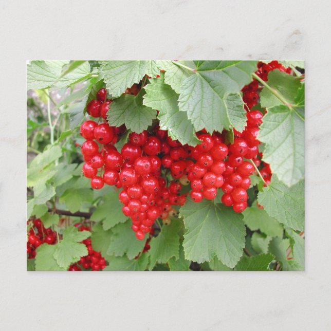 Red Currants on the Plant. Green Leaves. Postcard (Front)