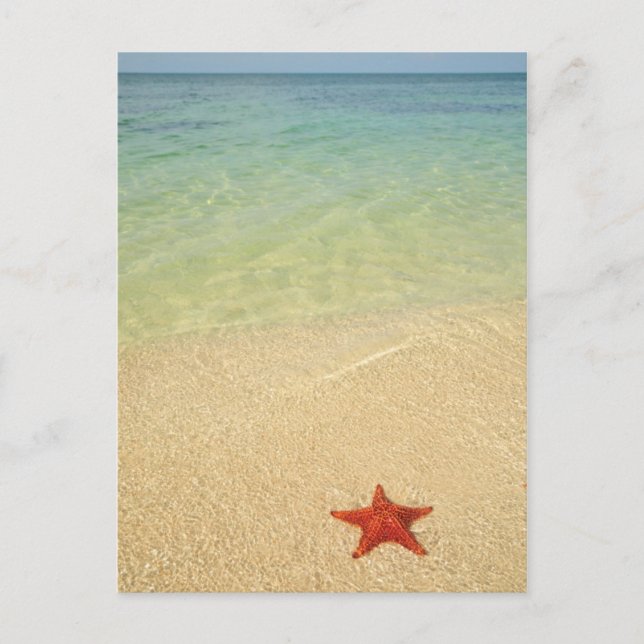 Red Cushion Sea Star | Trinidad, Cuba Postcard (Front)