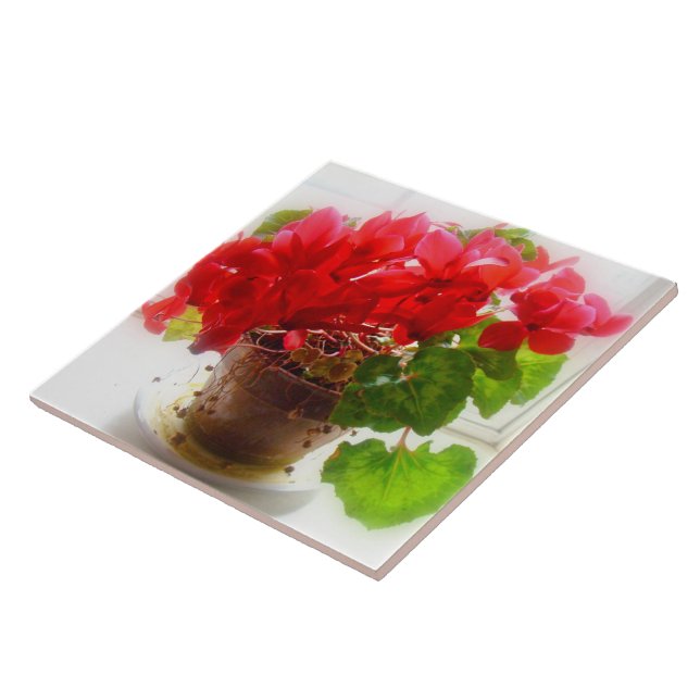 Red Cyclamen Flowers Ceramic Tile (Side)