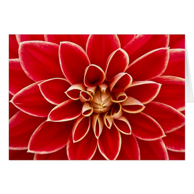 Red Dahlia (Front Horizontal)