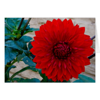 Red Dahlia