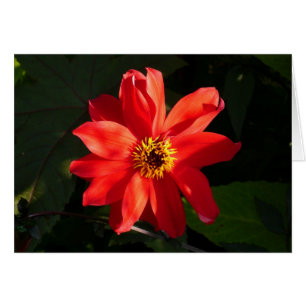 Red Dahlia (Bishop of Llandaff)
