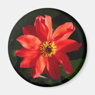 Red Dahlia (Bishop of Llandaff) Magnet