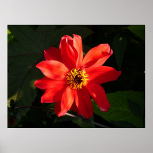 Red Dahlia (Bishop of Llandaff) Poster