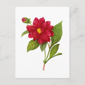 Red Dahlia by Pierre Joseph Redoute Postcard
