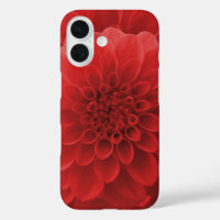 Red Dahlia