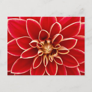 Red Dahlia Close Up Photo Postcard