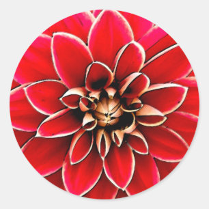 Red Dahlia, digital art Classic Round Sticker