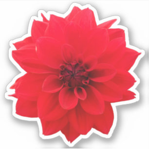 Red Dahlia Floral
