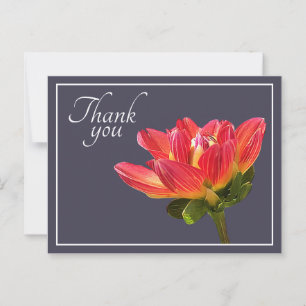 Red Dahlia Flower Grey Background Thank You Postcard