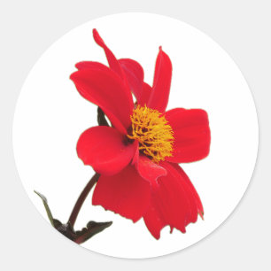 Red Dahlia Flower Sticker