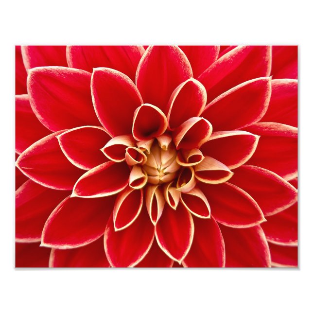 Red Dahlia Photo Print (Front)