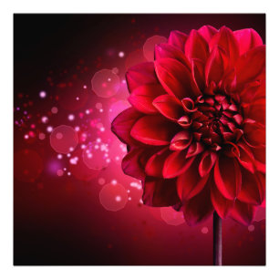 Red Dahlia Photo Print