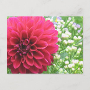 Red Dahlia Postcards