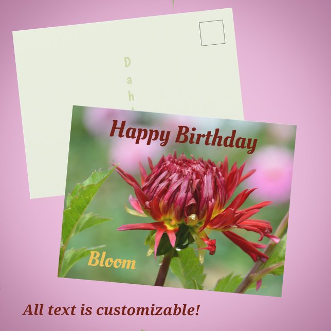 Red Dahlia ready to Bloom Photographic Birthday Postcard (Creator Uploaded)