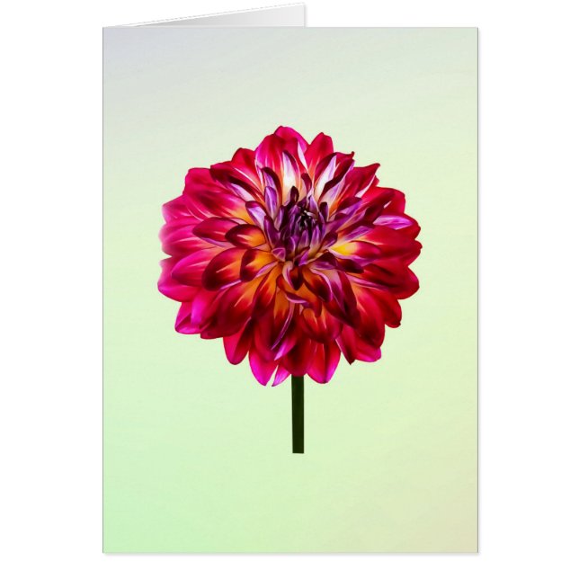 Red Dahlia Tinted With Yellow (Front)
