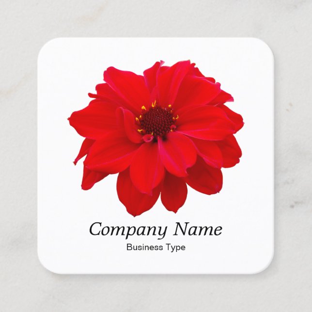 Red Dahlia - White Square Business Card (Front)