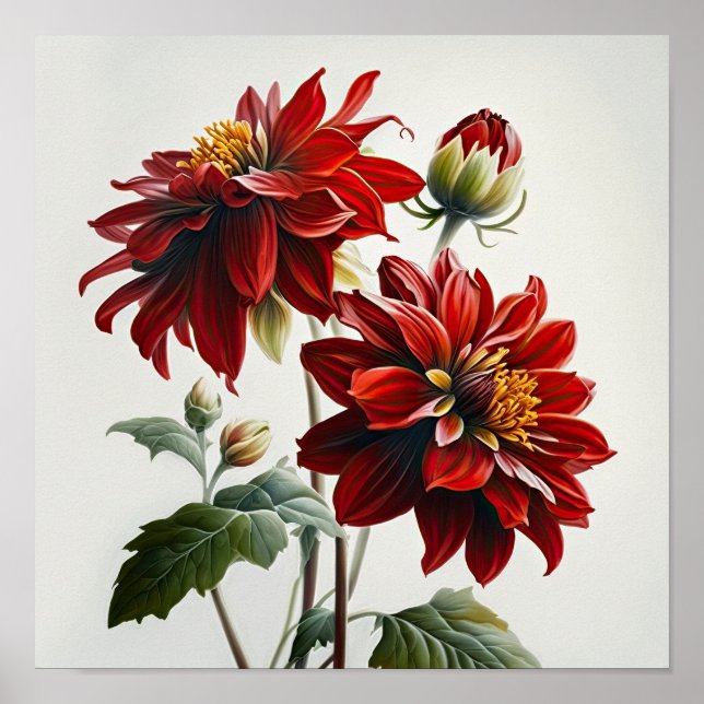 Red Dahlias Flower Art Print Poster (Front)