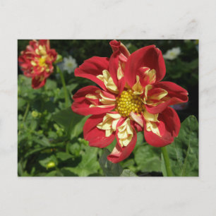 Red Dahlias Postcard