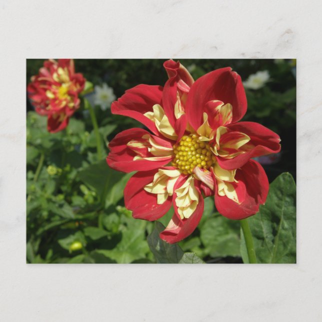 Red Dahlias Postcard (Front)
