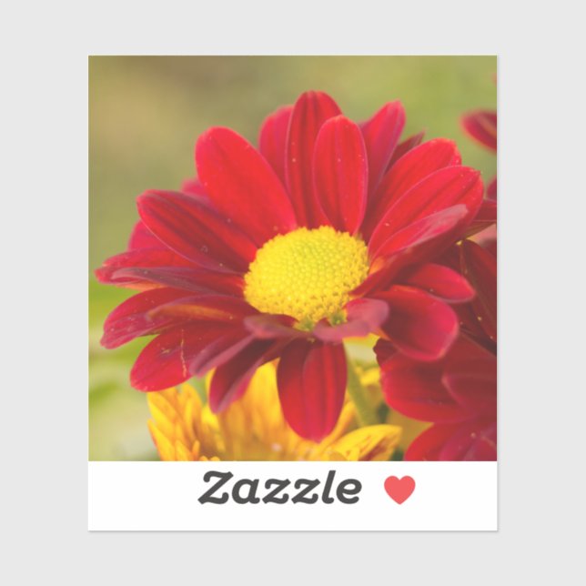 Red Daisy (Sheet)