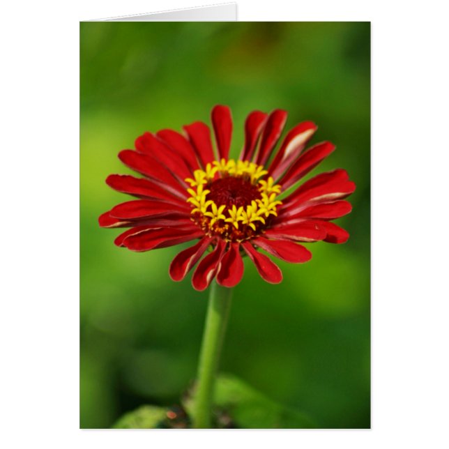 Red Daisy Card (Front)