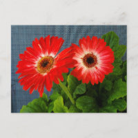 Red daisy