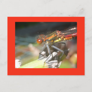 Red Damselfly Close Up DIY Postcard