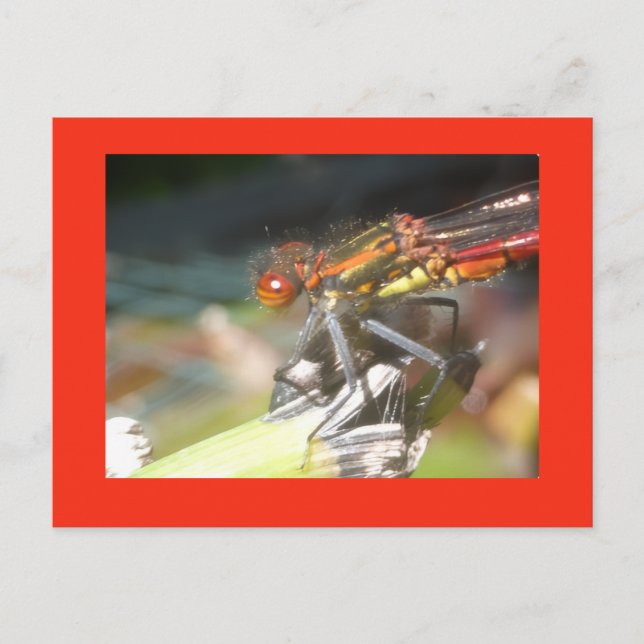 Red Damselfly Close Up DIY Postcard (Front)