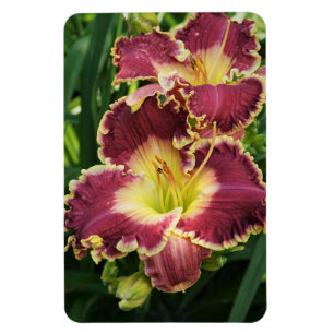 Red Daylilies Magnet
