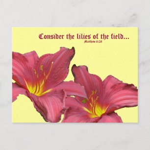 Red Daylily Coordinating Items Postcard