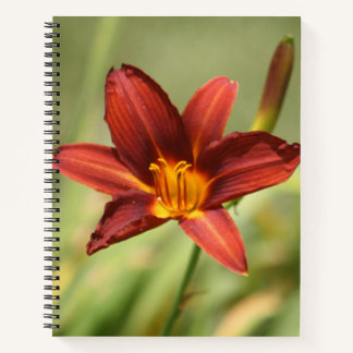 Red Daylily Flower Notebook 