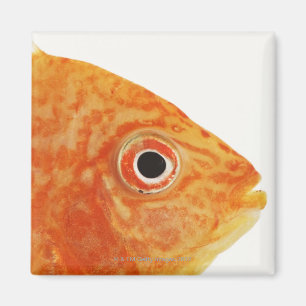 Red Deacon fish Magnet