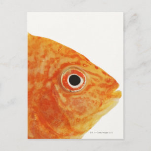 Red Deacon fish Postcard