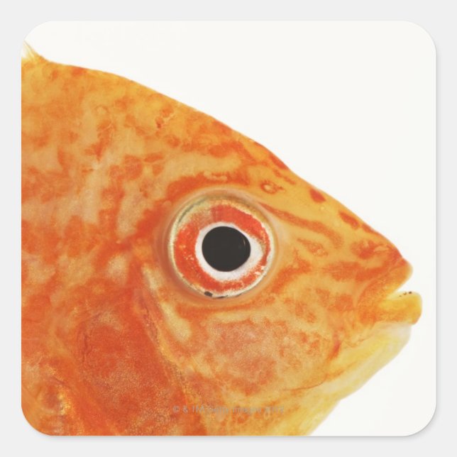 Red Deacon fish Square Sticker (Front)