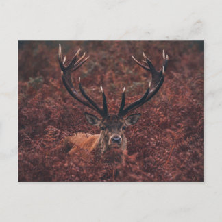 Red Deer Amidst Bracken Postcard