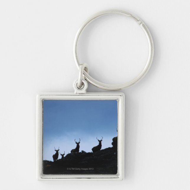 RED DEER (CERVUS ELAPHUS) SILHOUETTED AGAINST KEY RING (Front)