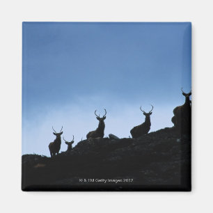 RED DEER (CERVUS ELAPHUS) SILHOUETTED AGAINST MAGNET