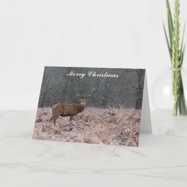 Red Deer Christmas Card (Front)