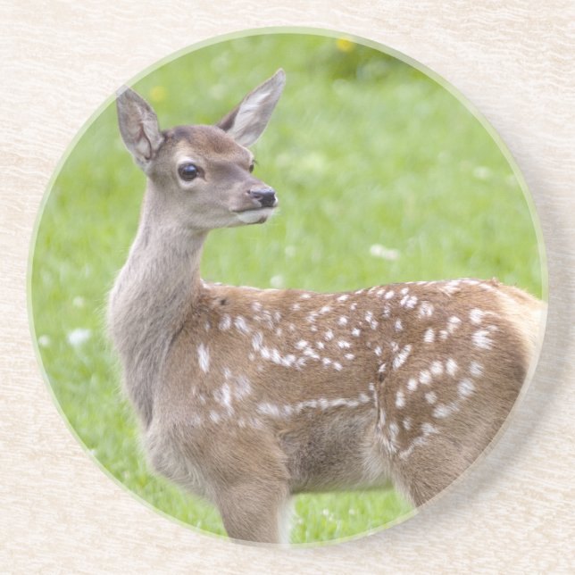 Red Deer Fawn Coaster (Front)