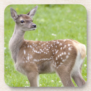 Red Deer Fawn Set of 6 Coasters