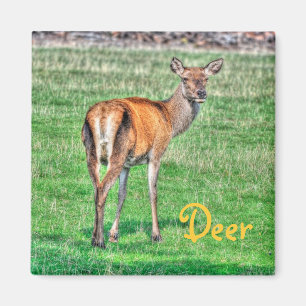 Red Deer & Field Wildlife Animal Design Magnet
