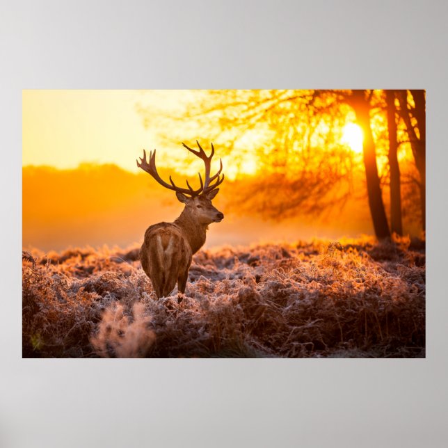Red Deer in Morning Sun. deer,animal,wildlife,natu Poster (Front)