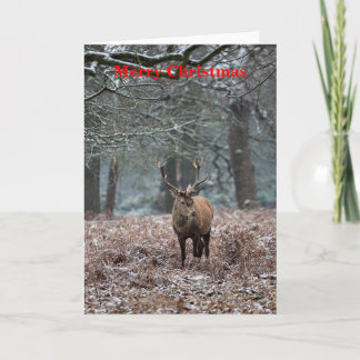 Red Deer in the Snow Christmas Card