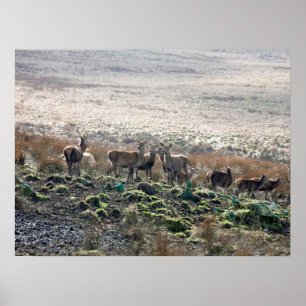 Red Deer Lyme Park Postcard Poster