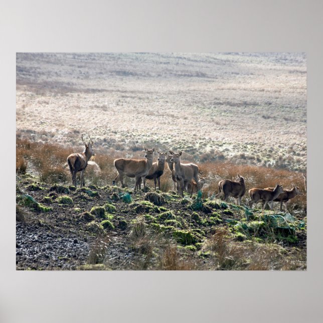 Red Deer Lyme Park Postcard Poster (Front)