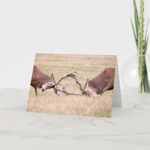 Red Deer rut Greeting Card