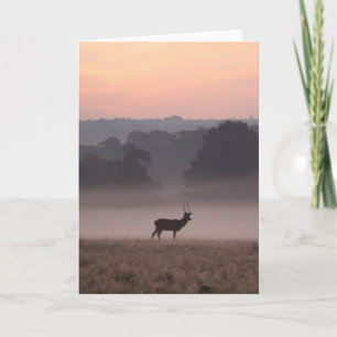 Red Deer Stag at Dawn Greeting Card