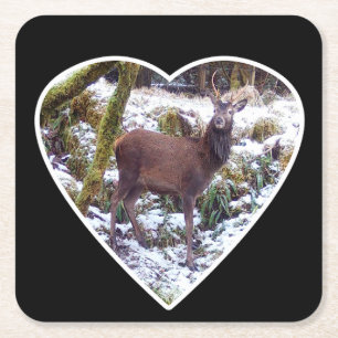 Red Deer Stag in the Snow Coaster