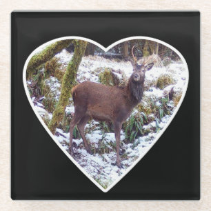 Red Deer Stag in the Snow Glass Coaster